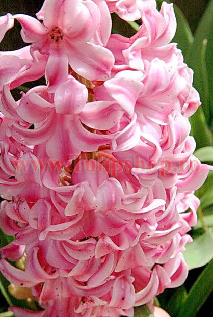 Bulbi Zambile Fondant (Hyacinthus) - Bulbi Flori Toamna 2017 REDUCERI!