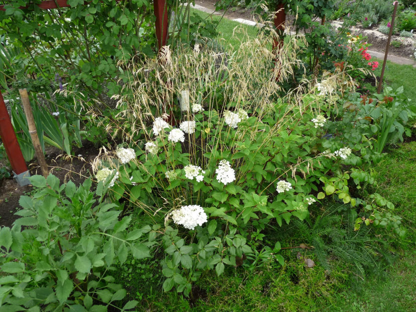  - Hydrangea Paniculata