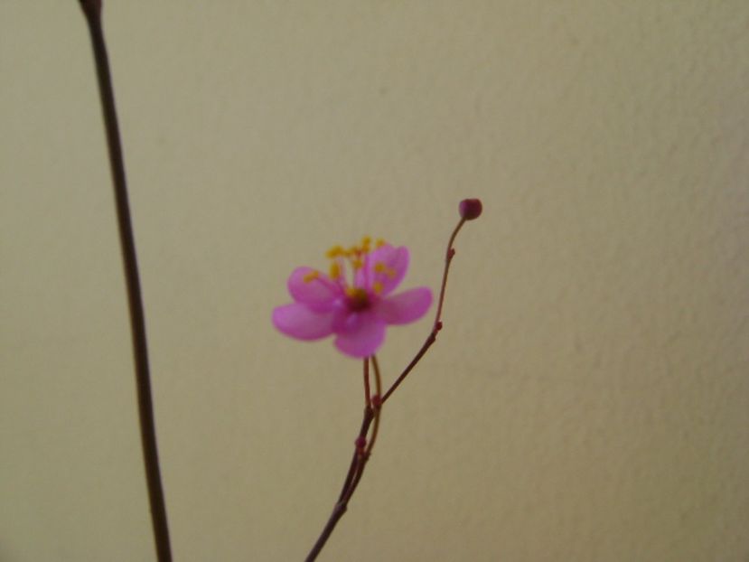Talinum paniculatum - Caudiciforme si bulbi 2017