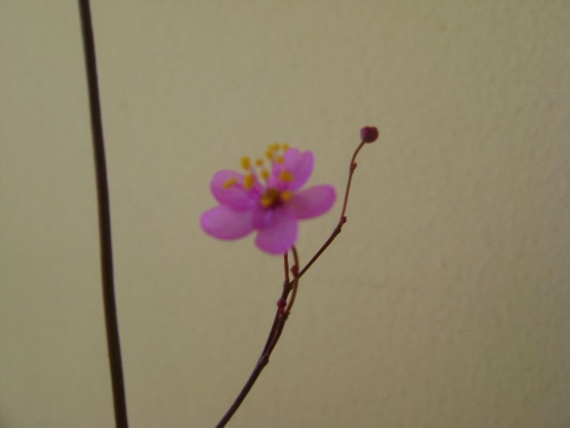 Talinum paniculatum - Caudiciforme si bulbi 2017