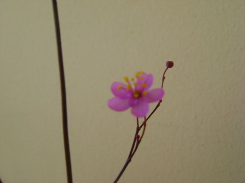 Talinum paniculatum - Caudiciforme si bulbi 2017