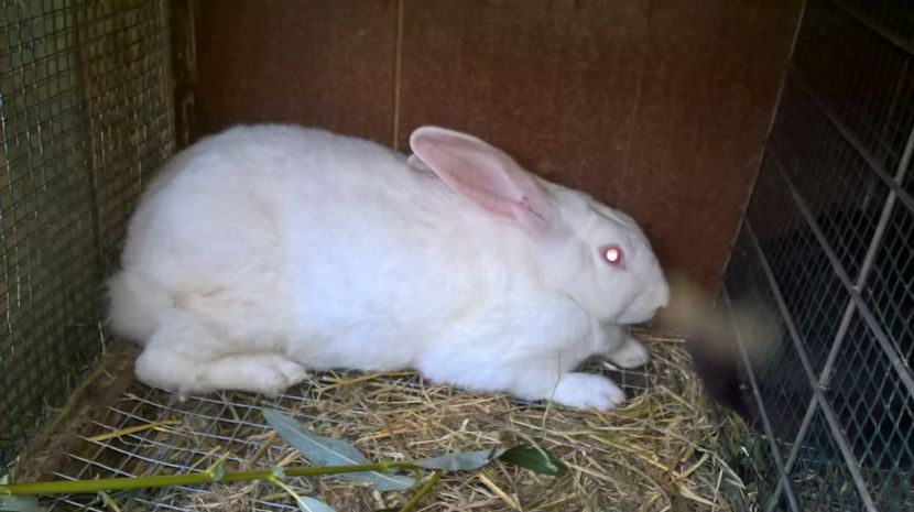  - a3-femela hycole nr 3 NADIA