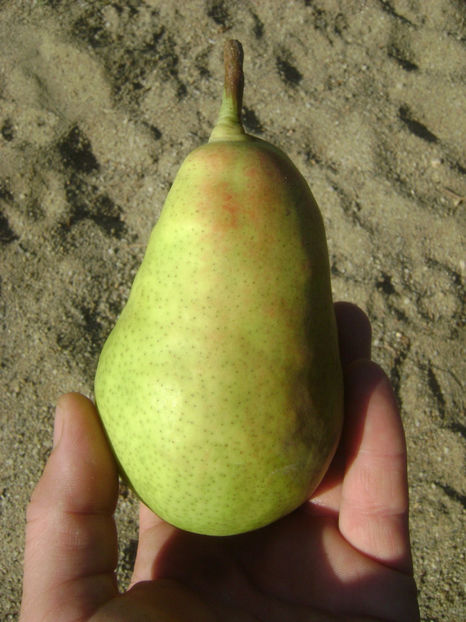  - Fals Ducesa de Angouleme