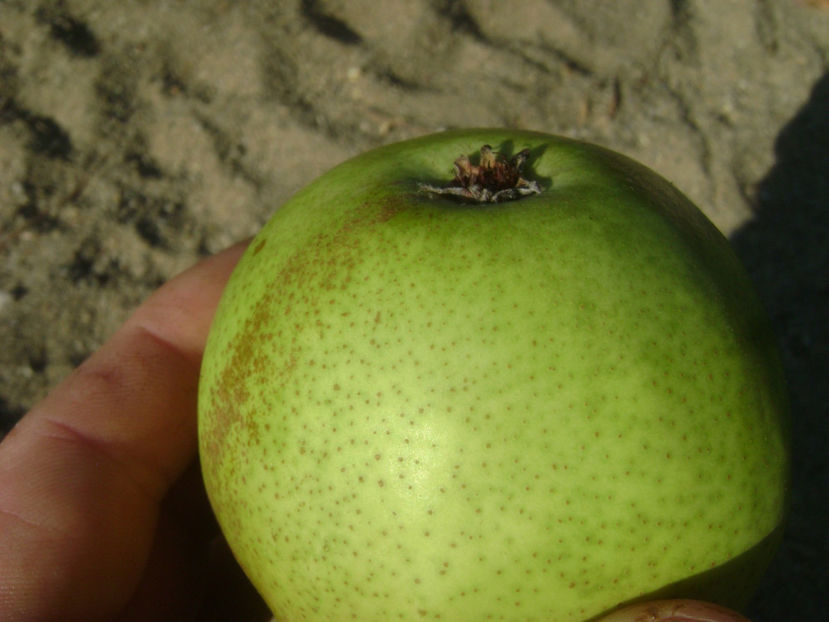  - Fals Ducesa de Angouleme