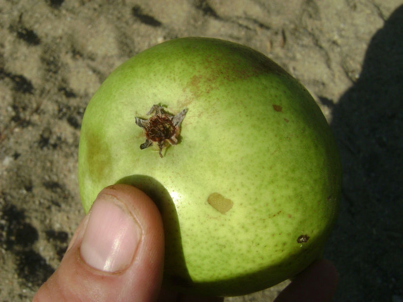  - Fals Ducesa de Angouleme