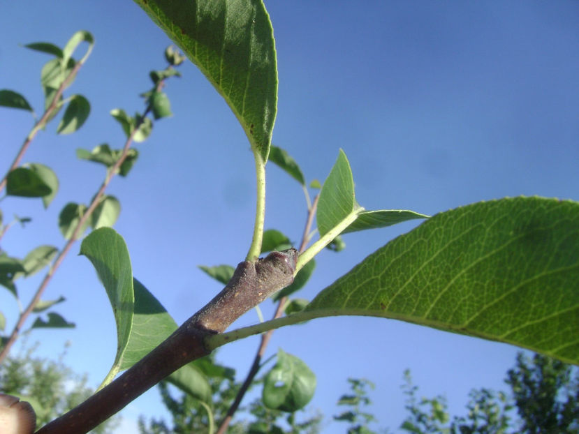  - Fals Ducesa de Angouleme
