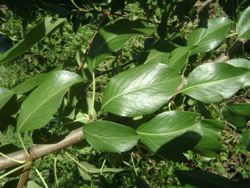  - Fals Ducesa de Angouleme