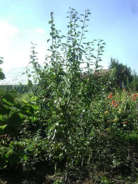  - Fals Ducesa de Angouleme