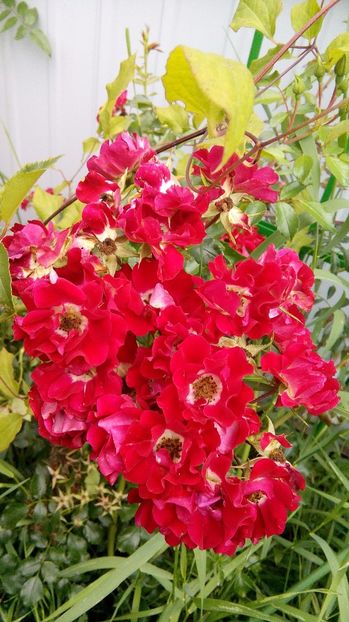  - Gruss an Baden-Baden