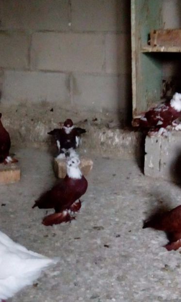  - Porumbei jucatori de blagodar