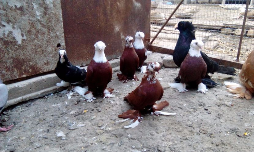  - Porumbei jucatori de blagodar