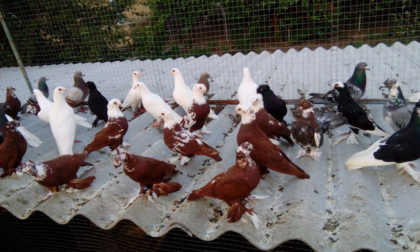  - Porumbei jucatori de blagodar