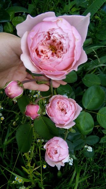  - The Alnwick Rose