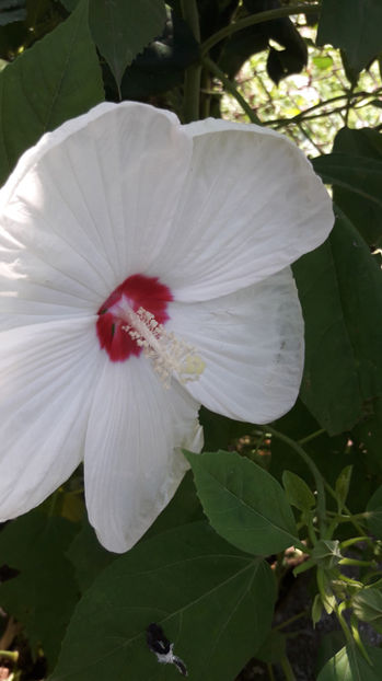  - Hibiscus Moscheutos