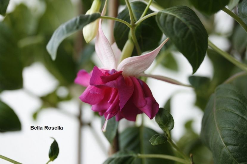 sfarsit inflorire - 02 Fuchsia