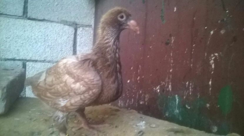  - 6 PUI DE AMERICANI 2017