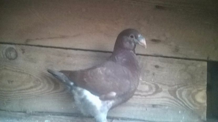  - 6 PUI DE AMERICANI 2017