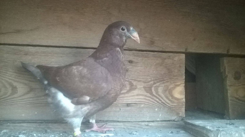 20424936_1508372119220199_1806586636_o - 6 PUI DE AMERICANI 2017