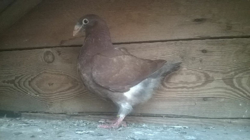  - 6 PUI DE AMERICANI 2017