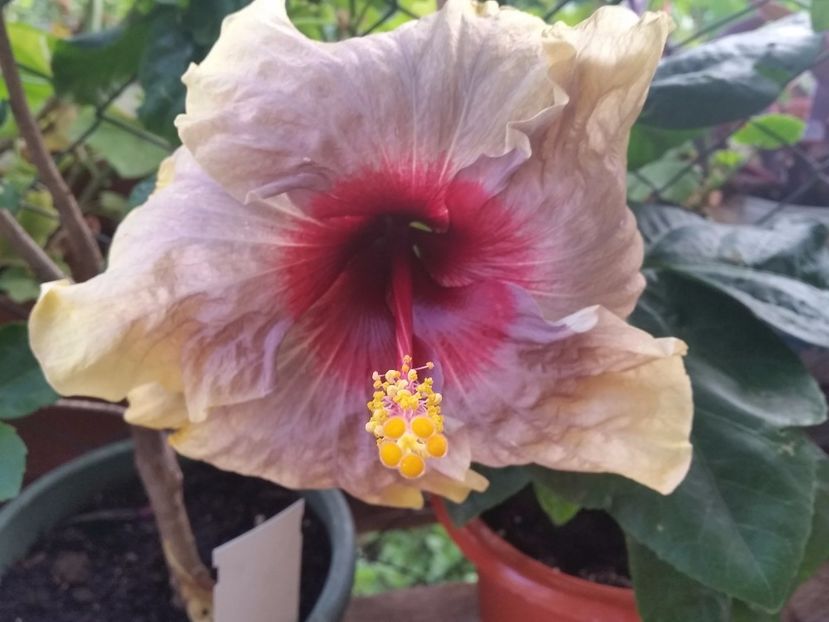 26-07-2017 - Swamp Music-4-pierdut