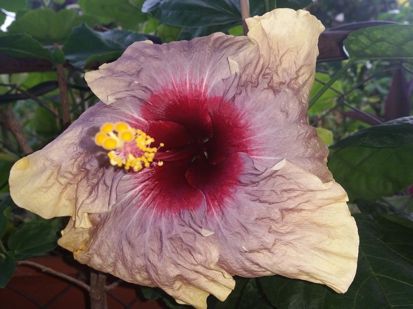  - Swamp Music-4-pierdut