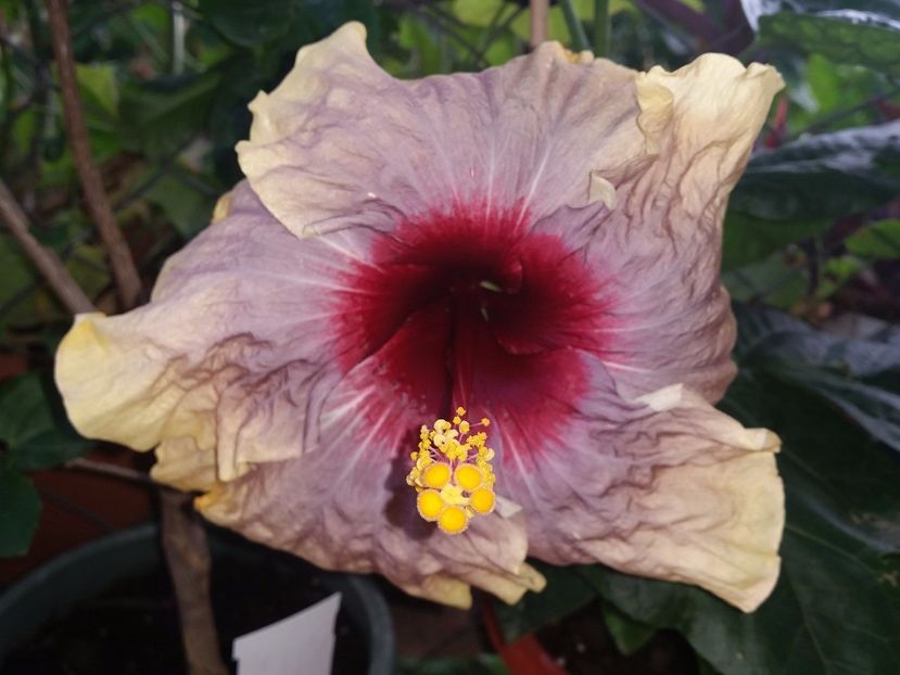  - Swamp Music-4-pierdut