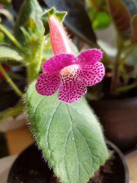  - KOHLERIILE MELE 2017