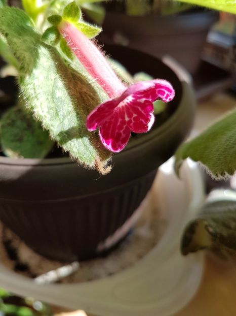 Texas Rainbow - KOHLERIILE MELE 2017