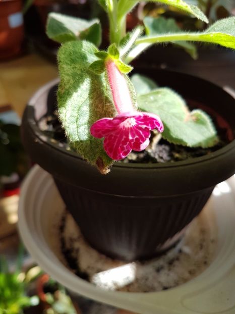 Texas Rainbow - KOHLERIILE MELE 2017