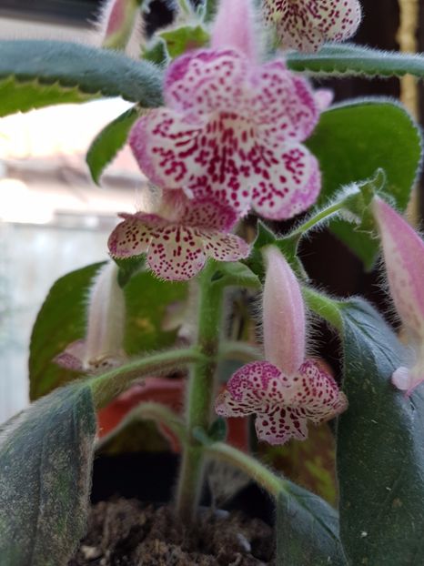 Lisa - KOHLERIILE MELE 2017