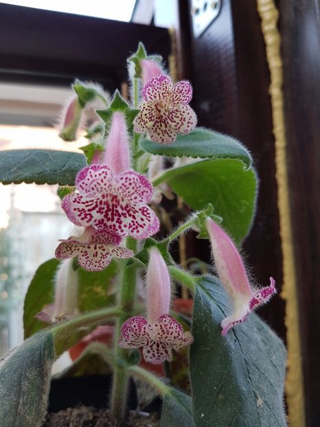 Lisa - KOHLERIILE MELE 2017