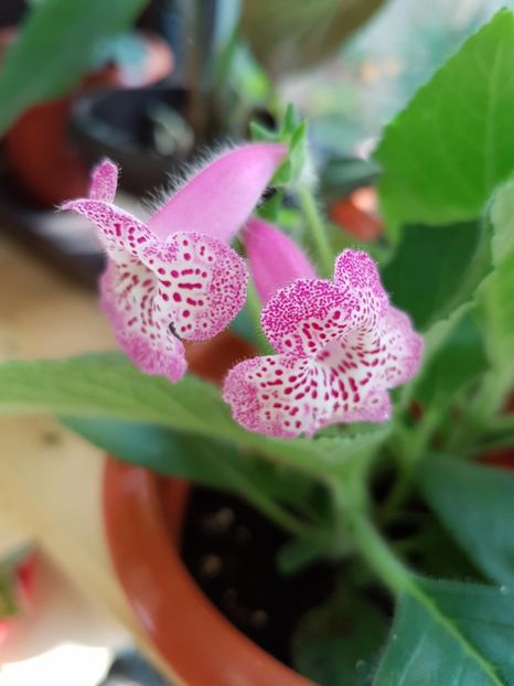 Lisa - KOHLERIILE MELE 2017