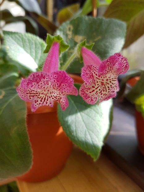 Lisa - KOHLERIILE MELE 2017