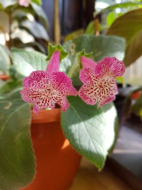 Lisa - KOHLERIILE MELE 2017