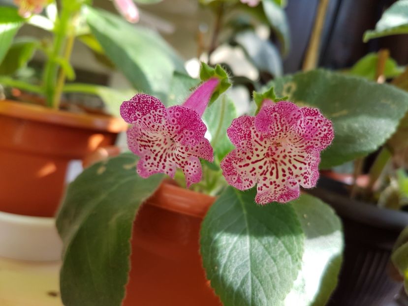 Lisa - KOHLERIILE MELE 2017