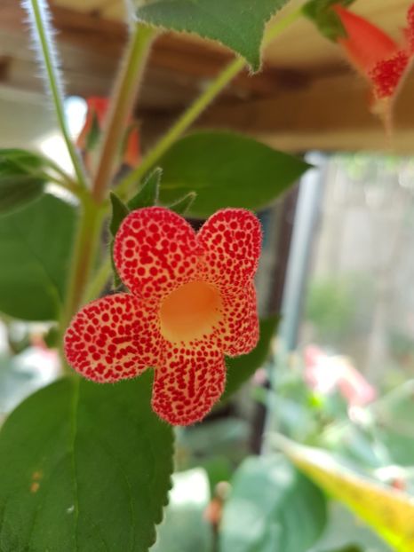 Berry Valley - KOHLERIILE MELE 2017