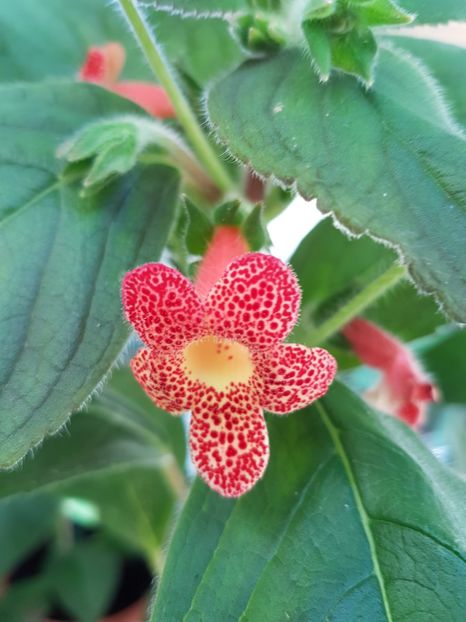 Berry Valley - KOHLERIILE MELE 2017