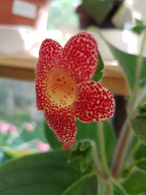 Berry Valley - KOHLERIILE MELE 2017