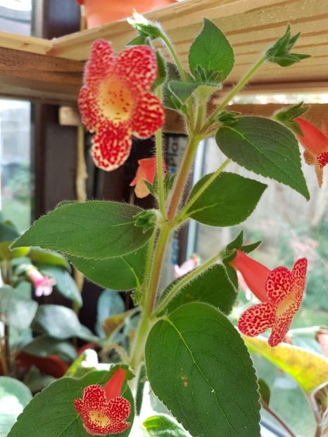 Berry Valley - KOHLERIILE MELE 2017