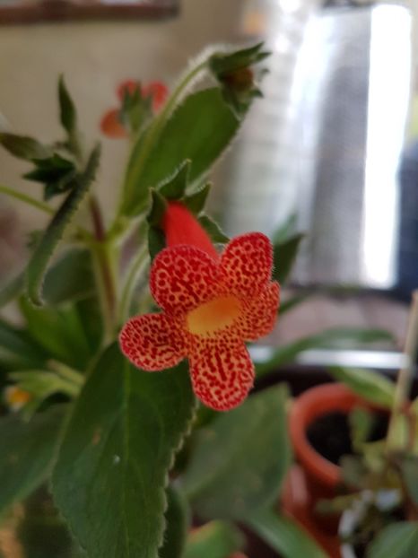 Cybelle - KOHLERIILE MELE 2017