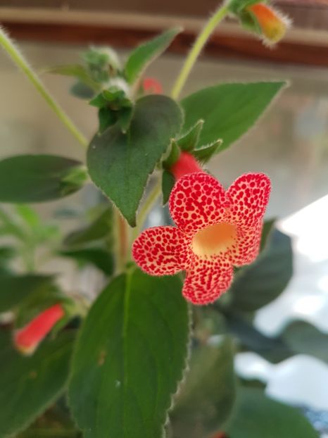 Cybelle - KOHLERIILE MELE 2017