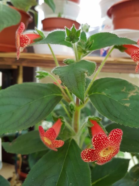 Cybelle - KOHLERIILE MELE 2017