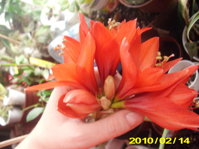 miniamarilis