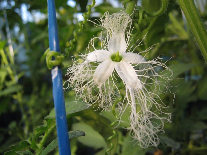  - A-A Gradina de legume -fructe-plante aromatice si medicinale 2017