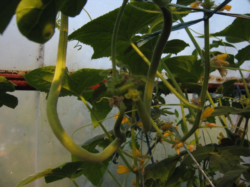 dovlecel sarpe - A-A Gradina de legume -fructe-plante aromatice si medicinale 2017
