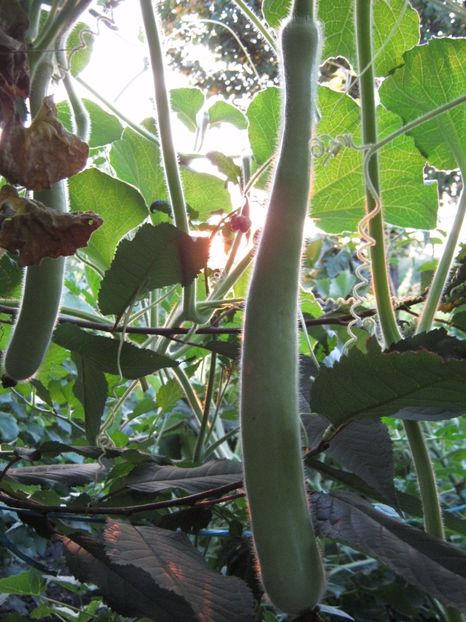 dovlecel la metru - A-A Gradina de legume -fructe-plante aromatice si medicinale 2017