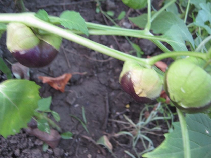 tomatillo mov - A-A Gradina de legume -fructe-plante aromatice si medicinale 2017