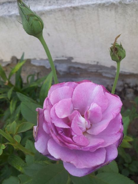  - Violette Parfumee urcator