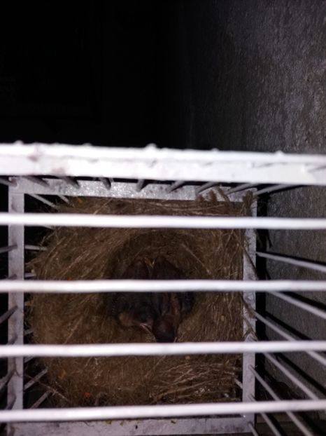  - pui hibrizi petrusi si sticlete 2017