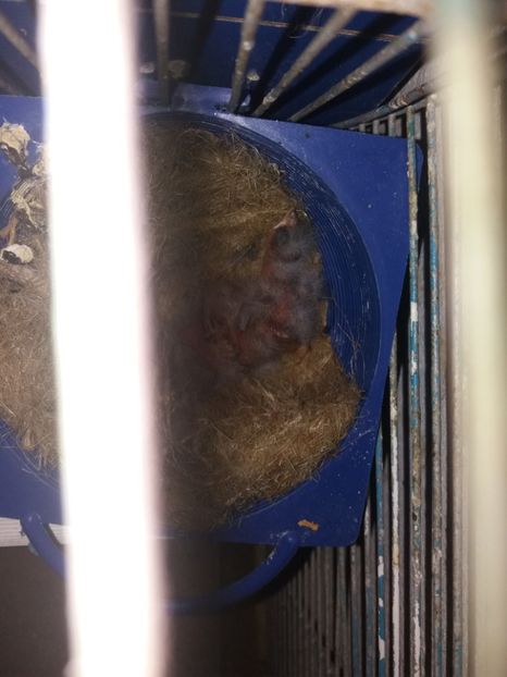  - pui hibrizi petrusi si sticlete 2017